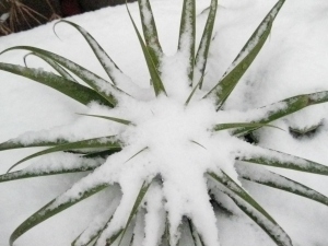 Agave bracteosa in the snow last winter.